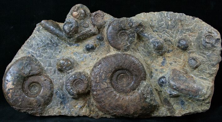 Plate of Devonian Ammonites From Morocco - #14312